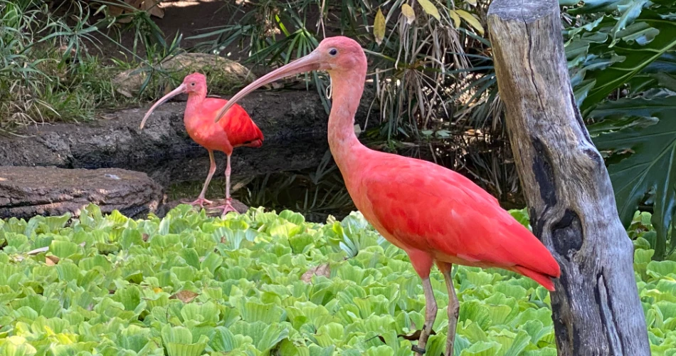 48 Hours in Huntington Beach: The Perfect Coastal Getaway