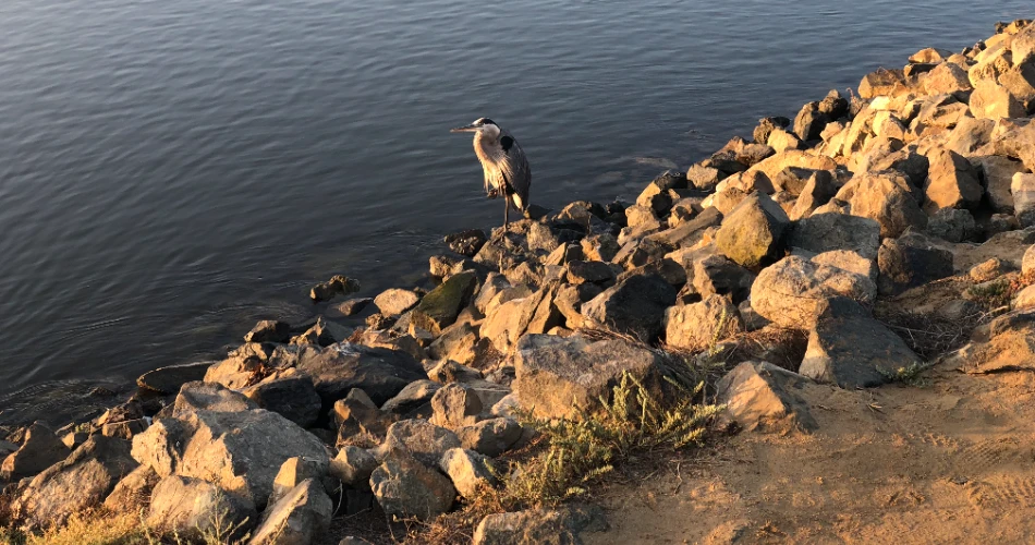 20 Best Things To Do in Huntington Beach, CA