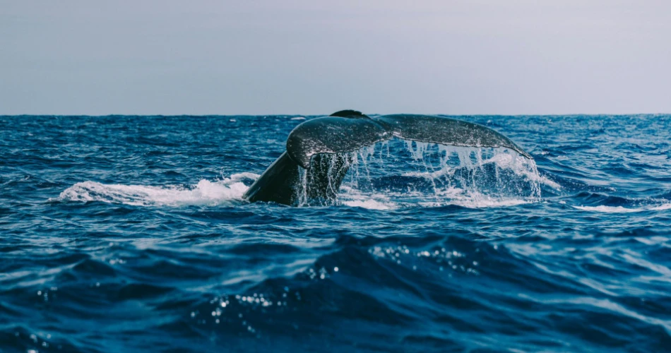 20 Best Things To Do in Huntington Beach, CA