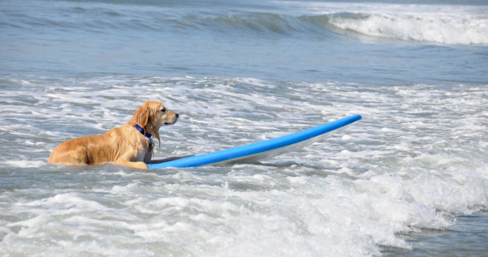 10 Best Things to Do in Huntington Beach With Kids