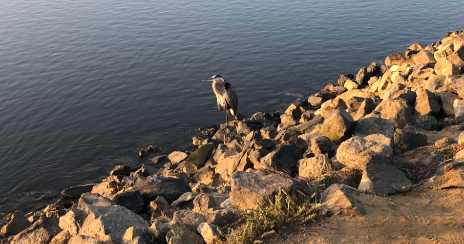 10 Best Things to Do in Huntington Beach With Kids